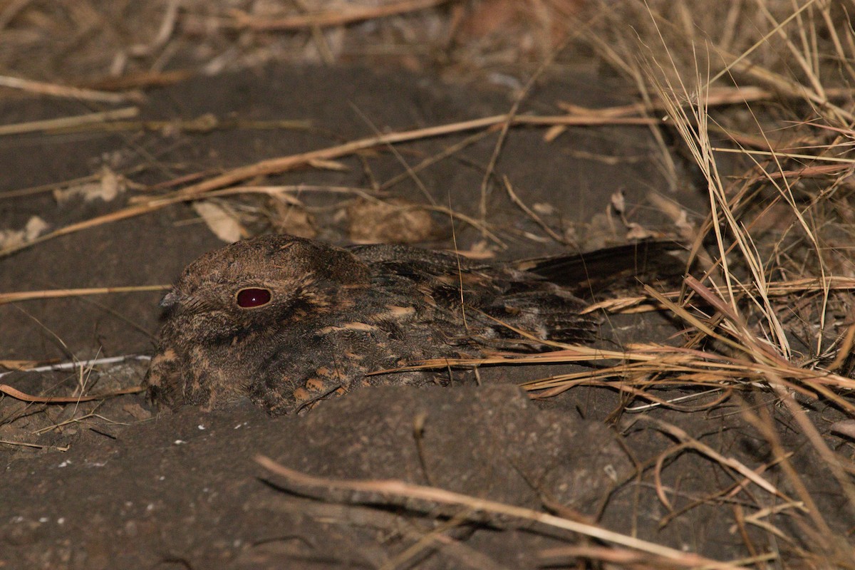 Savanna Nightjar - ML529792831