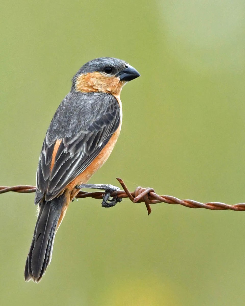Tawny-bellied Seedeater - ML529792941