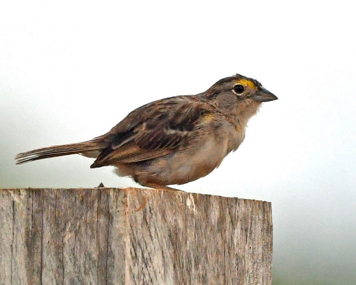 Grassland Sparrow - ML529793031