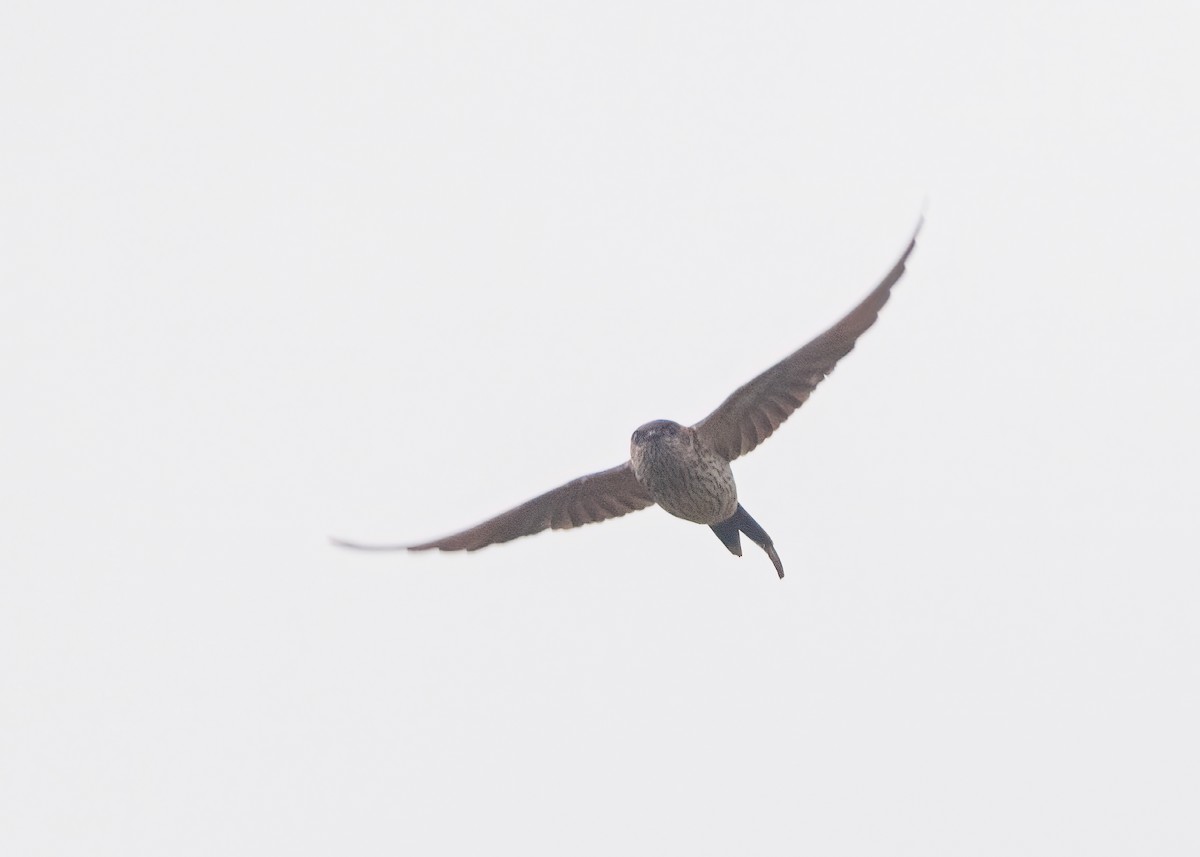 Red-rumped Swallow (Red-rumped) - ML529793521