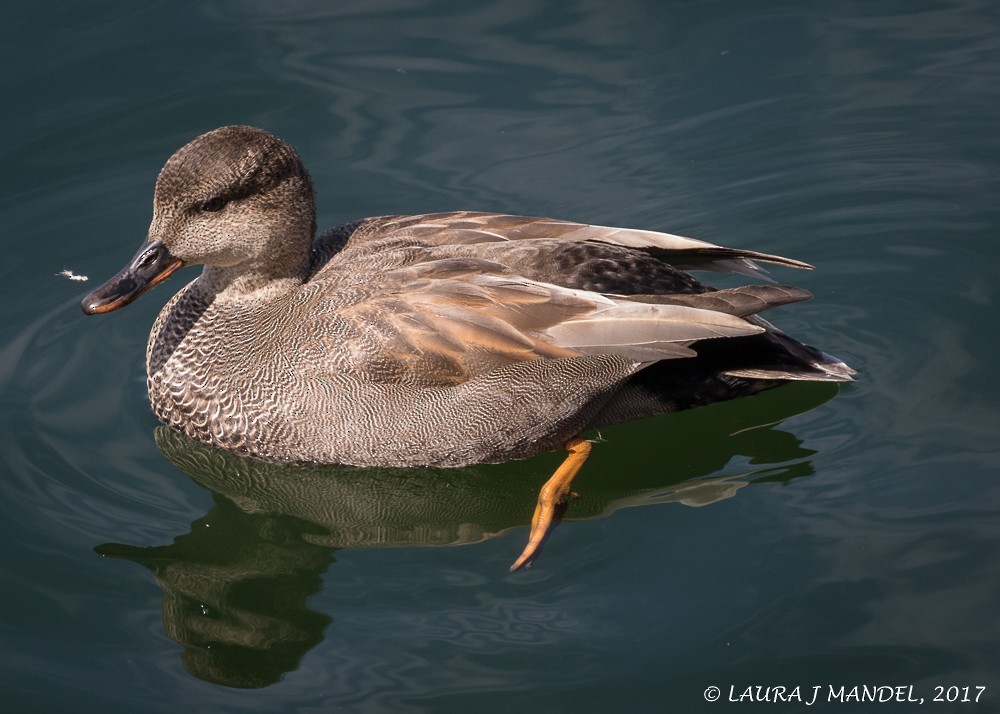 Gadwall - ML52979381