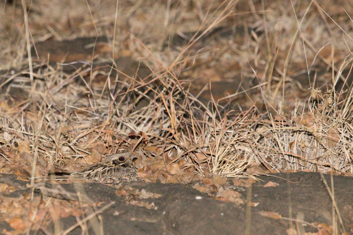 Indian Nightjar - ML529794161