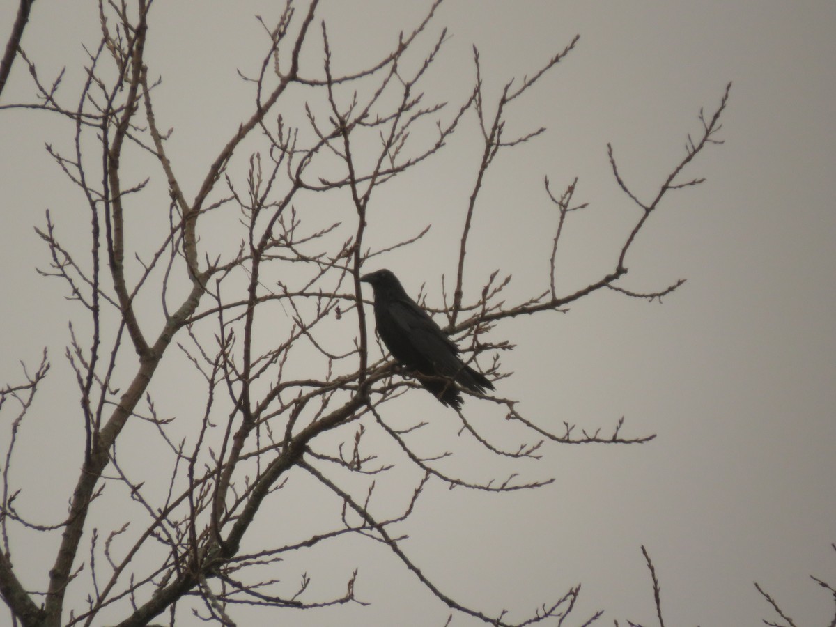 Common Raven - ML529794421