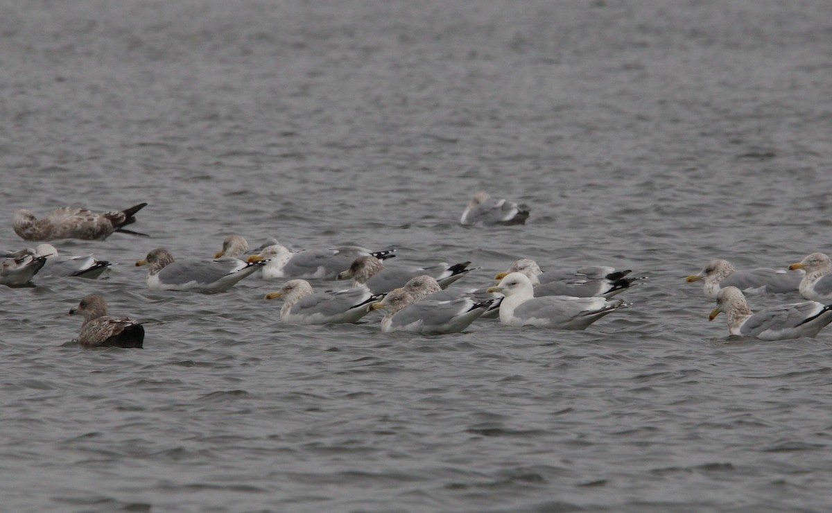 Iceland Gull (kumlieni) - ML529795691