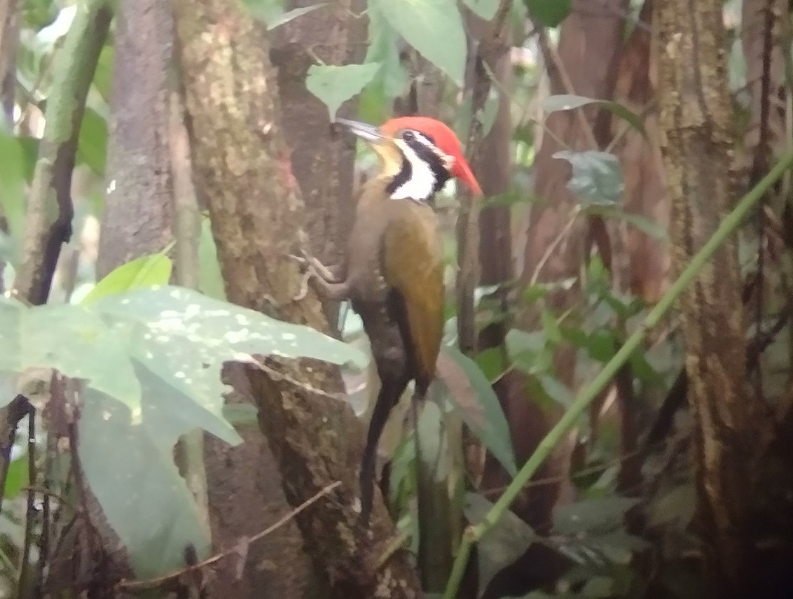 Olive-backed Woodpecker - ML529796141