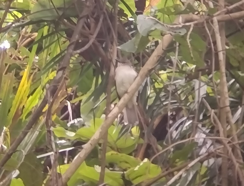 Puff-backed Bulbul - ML529796251