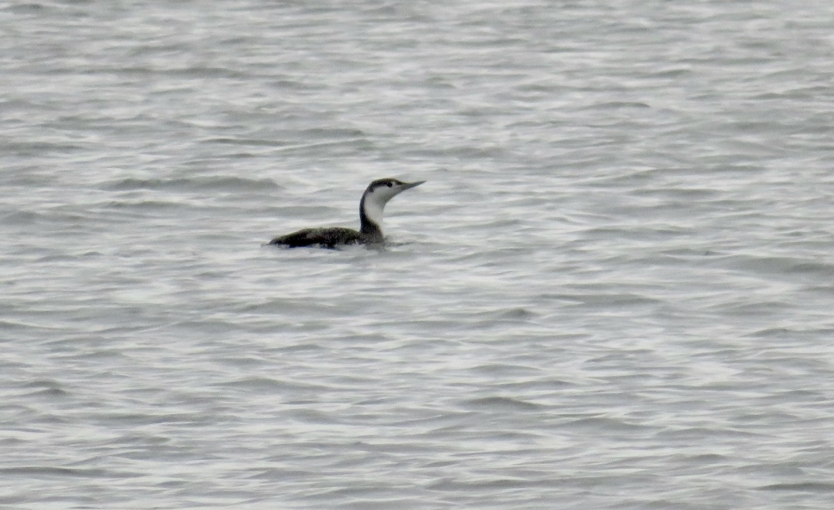 Red-throated Loon - ML529796901