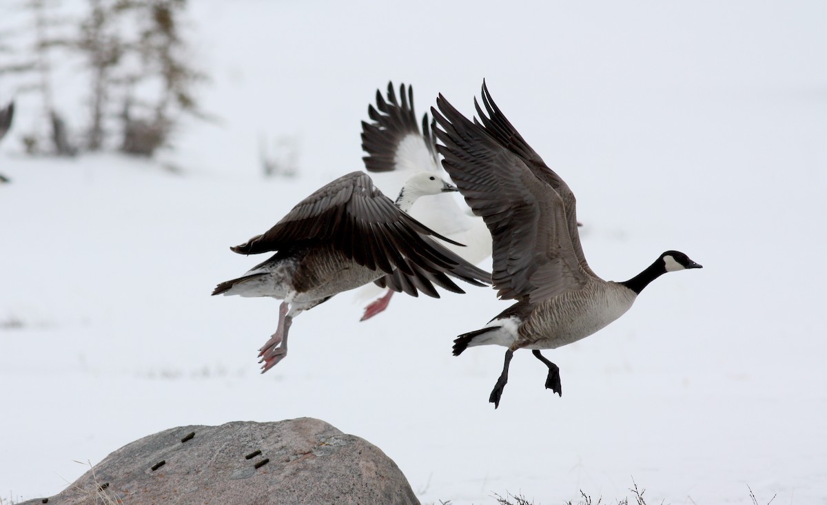 Cackling Goose - Jay McGowan