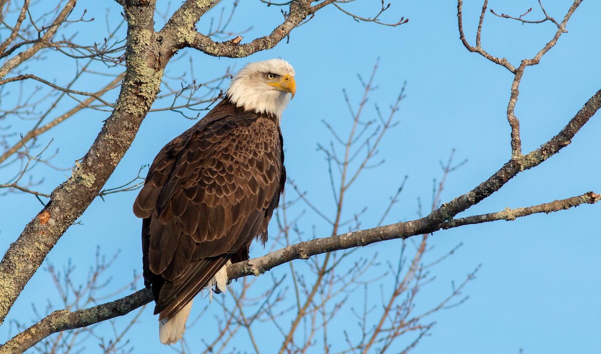 Bald Eagle - Ian Carlsen