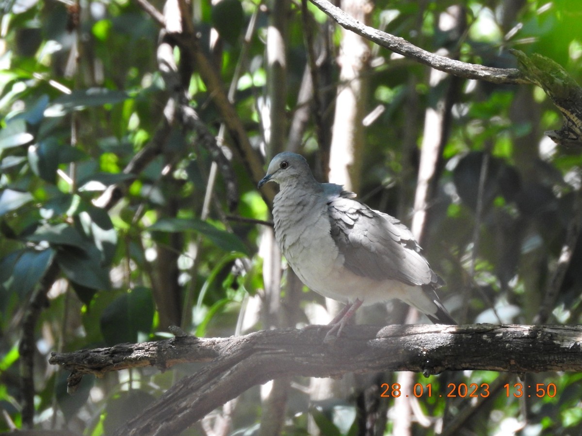 White-tipped Dove - Carlos Galvan