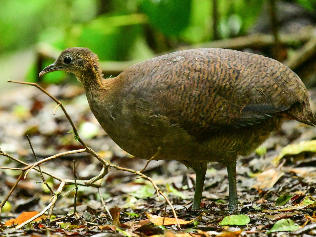 Solitary Tinamou - ML529798921