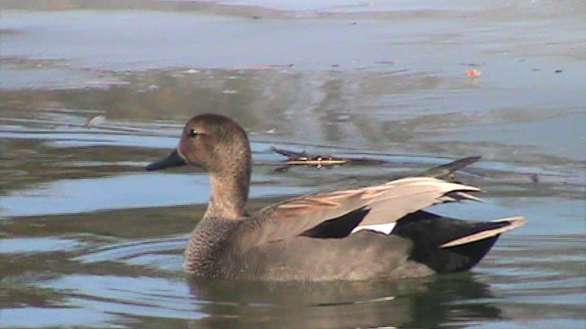 Gadwall - ML52979921