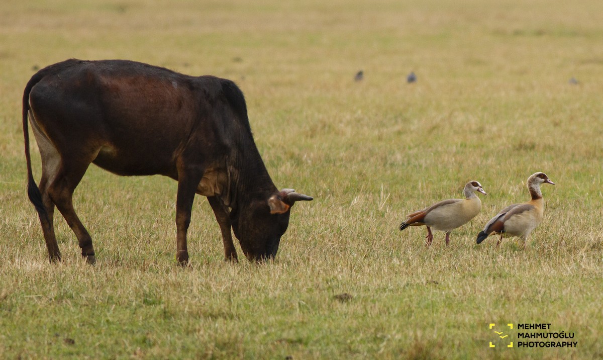 Egyptian Goose - ML529799531