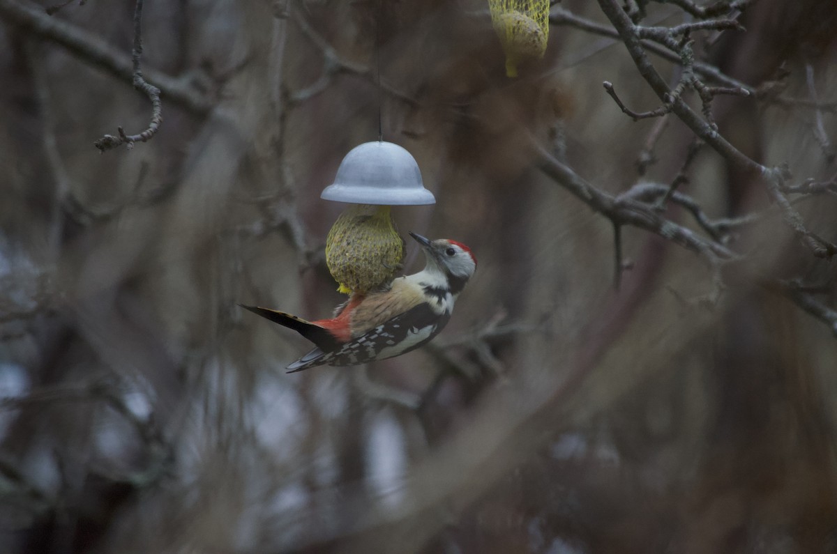 Middle Spotted Woodpecker - ML529799721