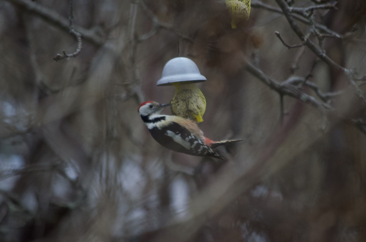 Middle Spotted Woodpecker - ML529800141