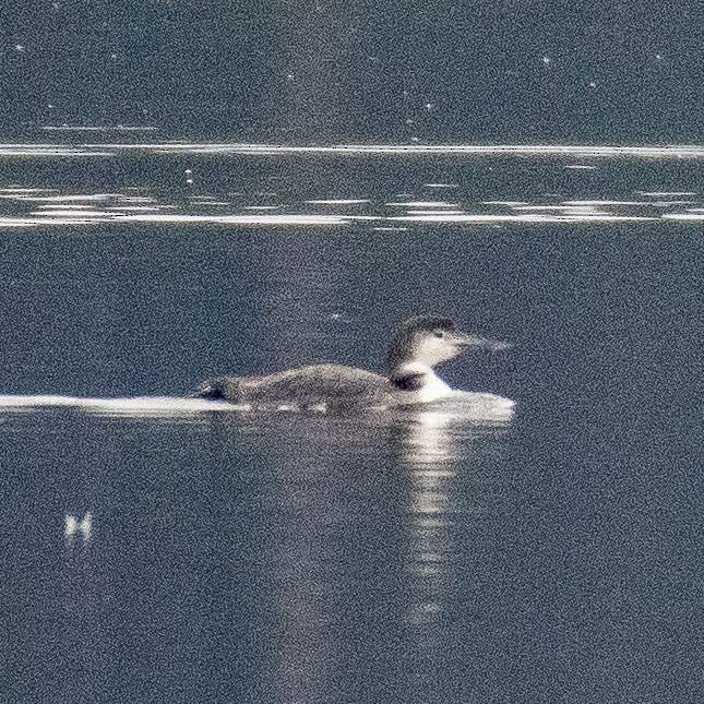 Common Loon - ML529801121