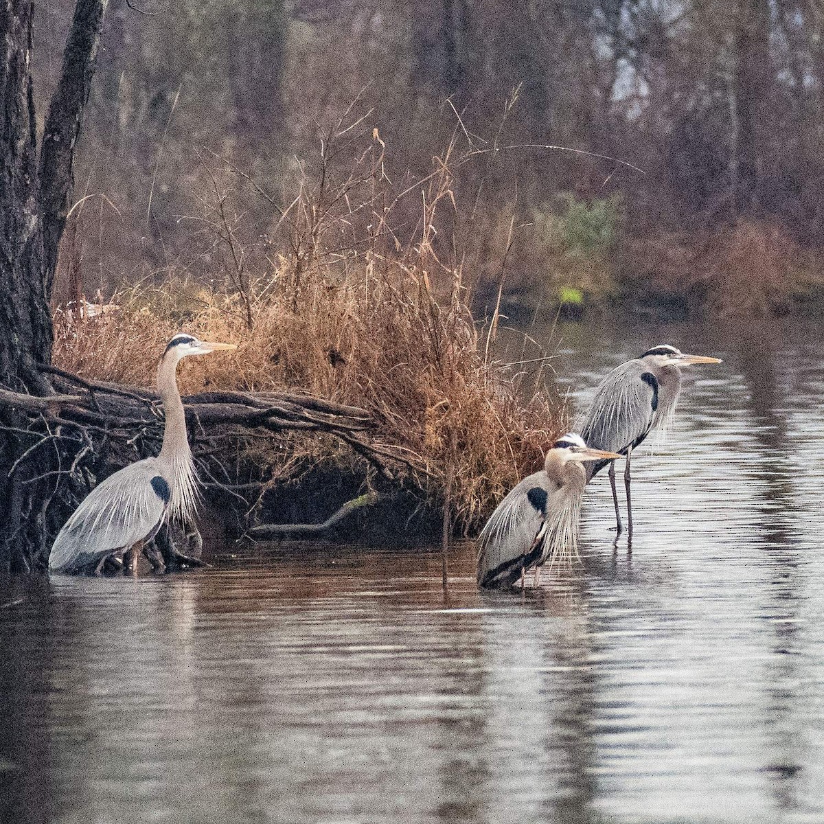 Great Blue Heron - ML529801311