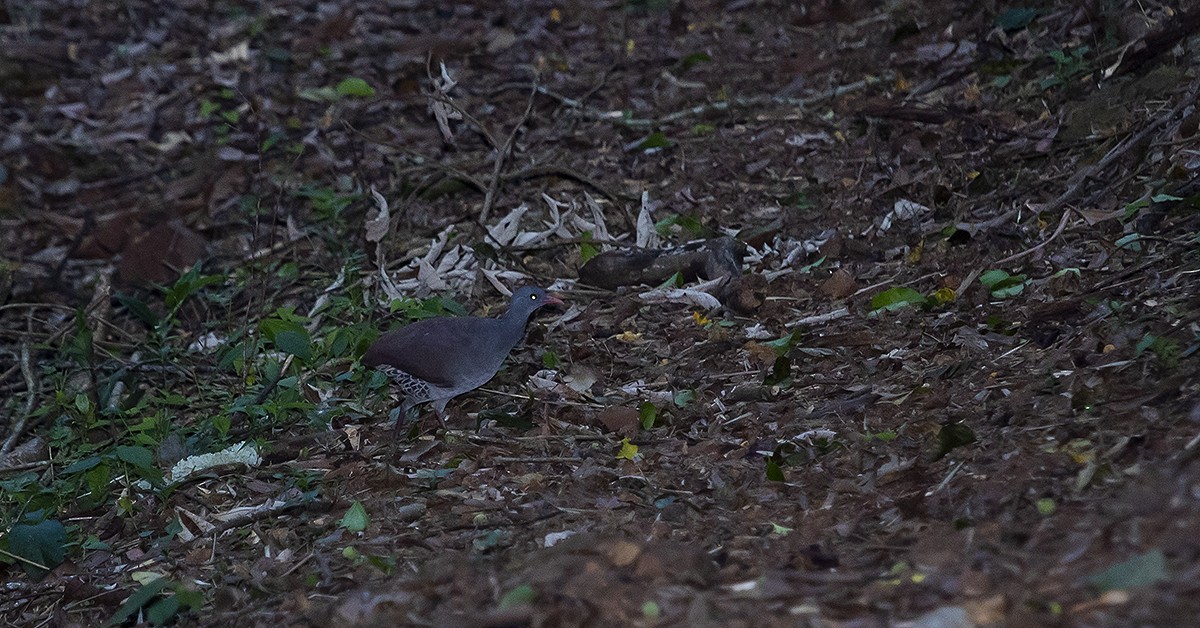 Small-billed Tinamou - ML529801861