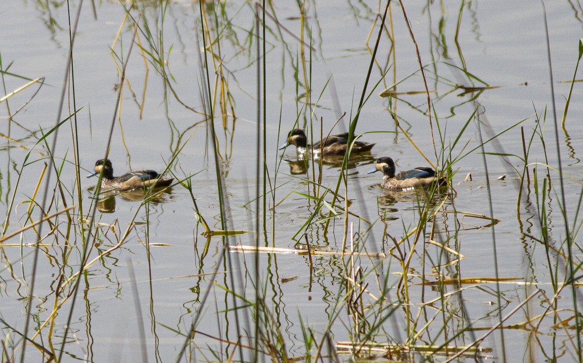 Blue-billed Teal - ML529802231