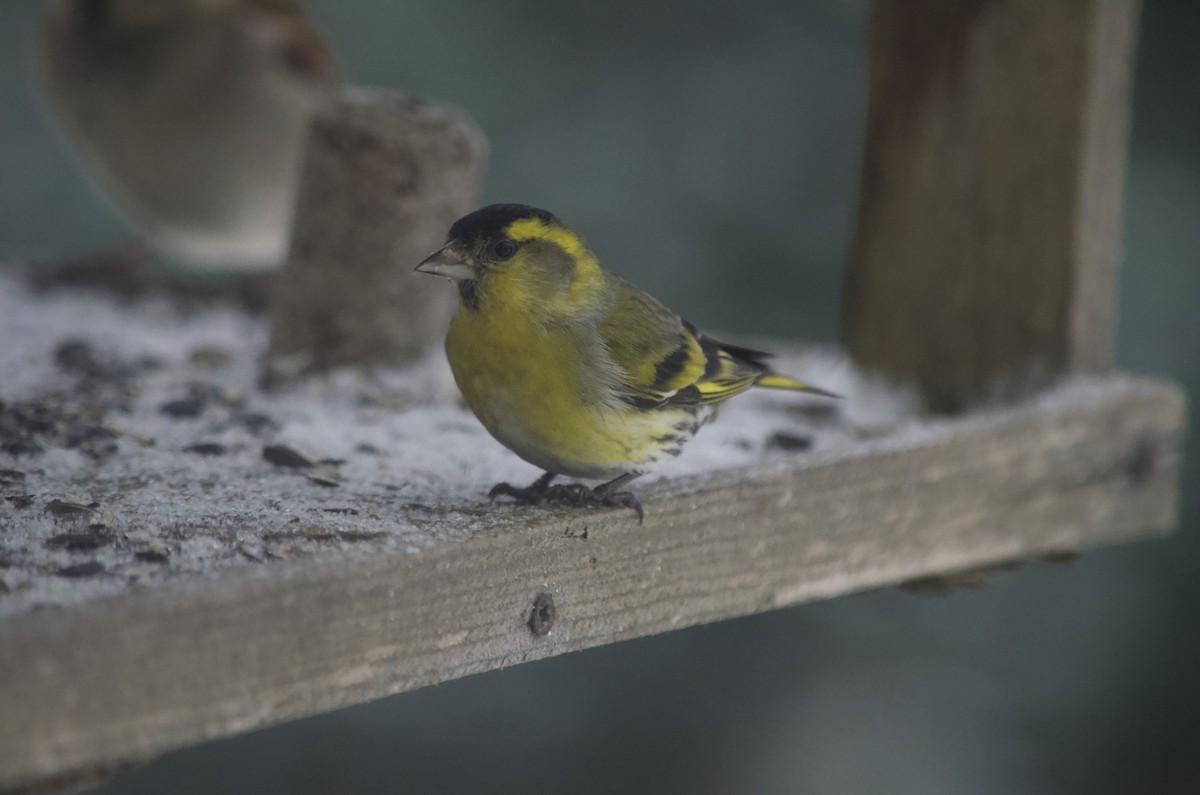 Eurasian Siskin - ML529803341