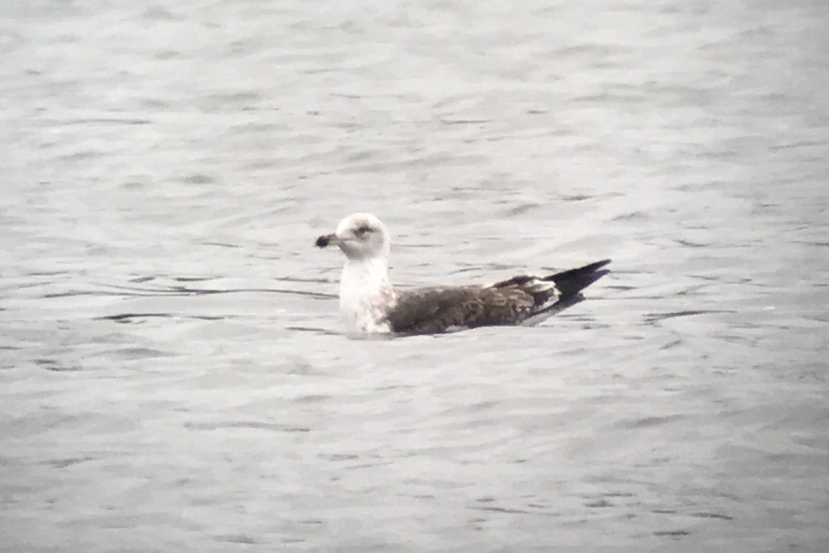 Lesser Black-backed Gull - ML52980351