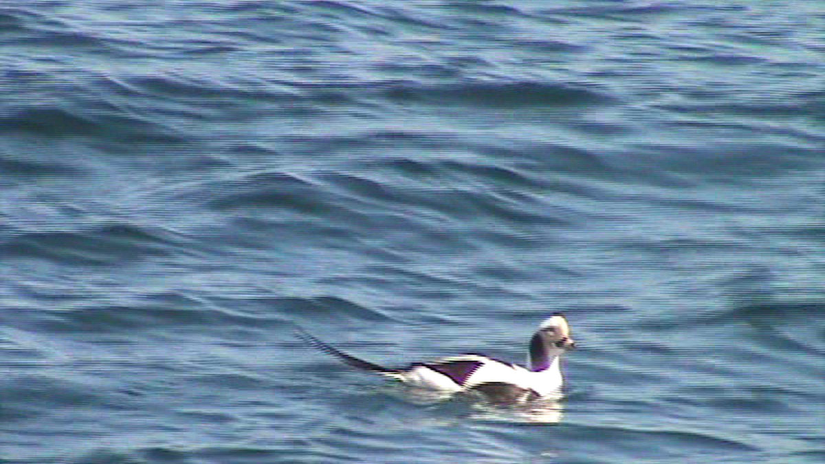 Long-tailed Duck - Rachel Sivanathan