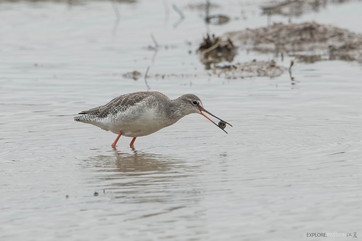 Spotted Redshank - ML529804381