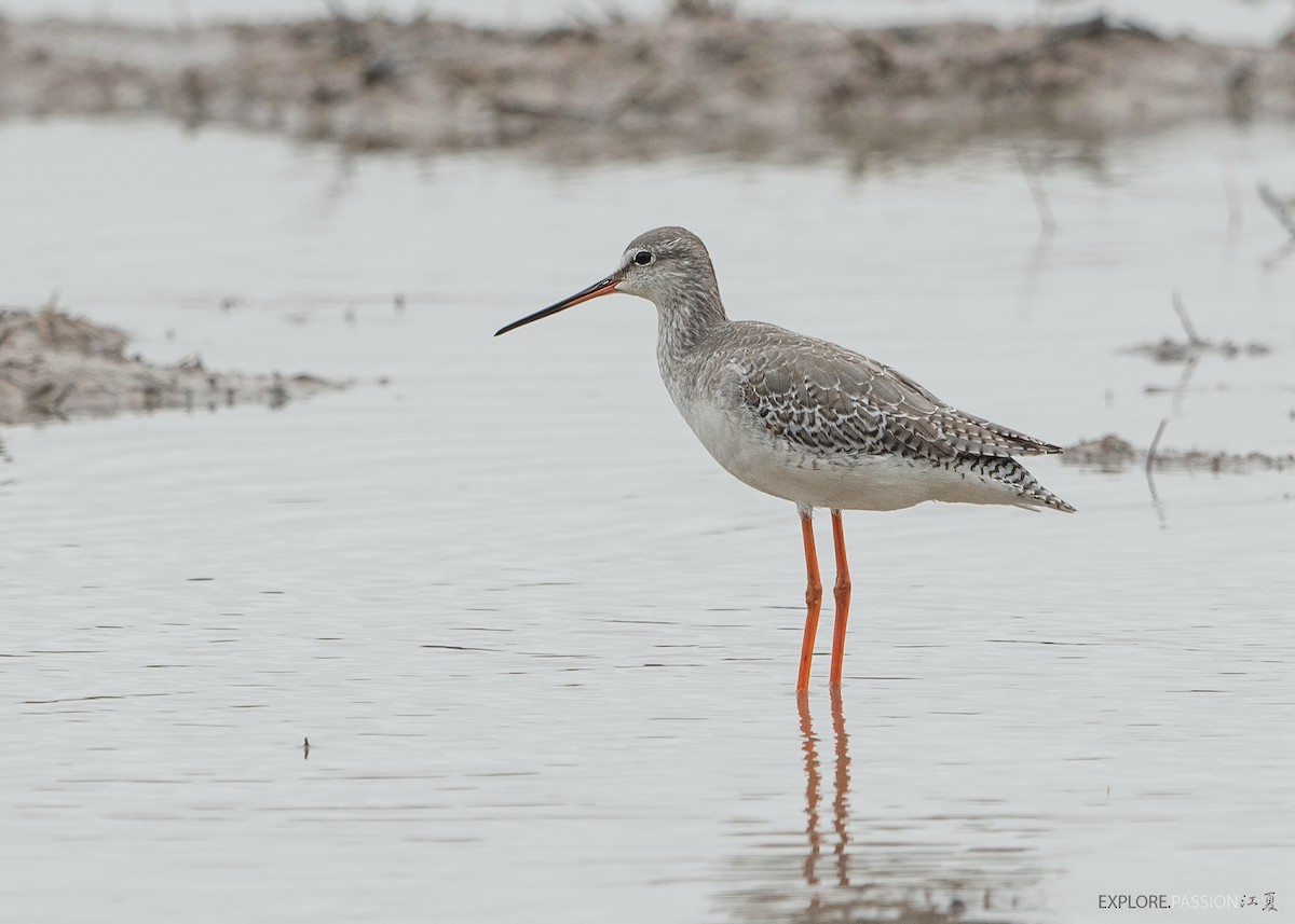 Spotted Redshank - ML529804391