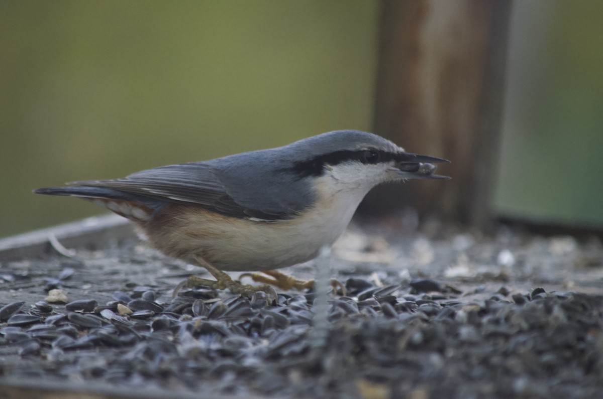 Eurasian Nuthatch - ML529804871