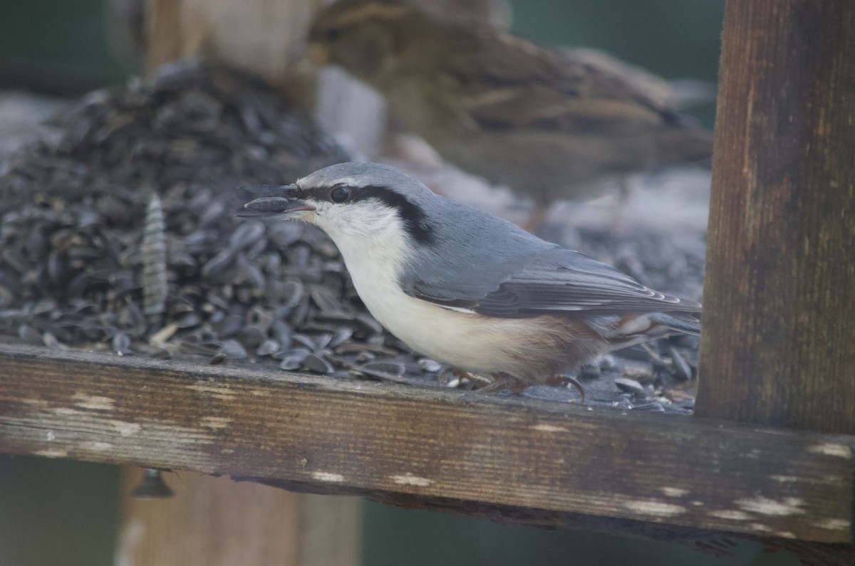 Eurasian Nuthatch - ML529804881