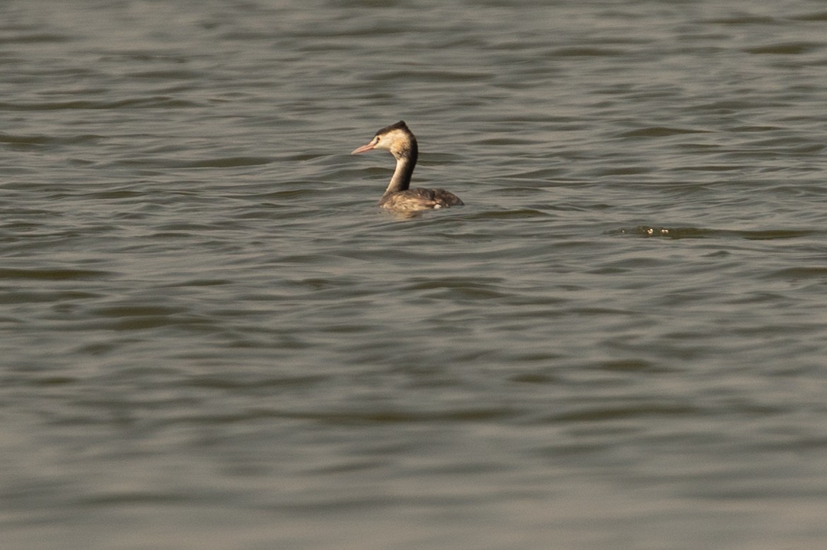 Great Crested Grebe - ML529805301