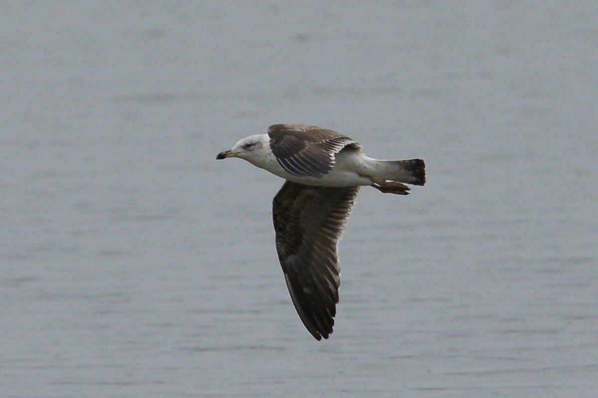 Lesser Black-backed Gull - ML52980701