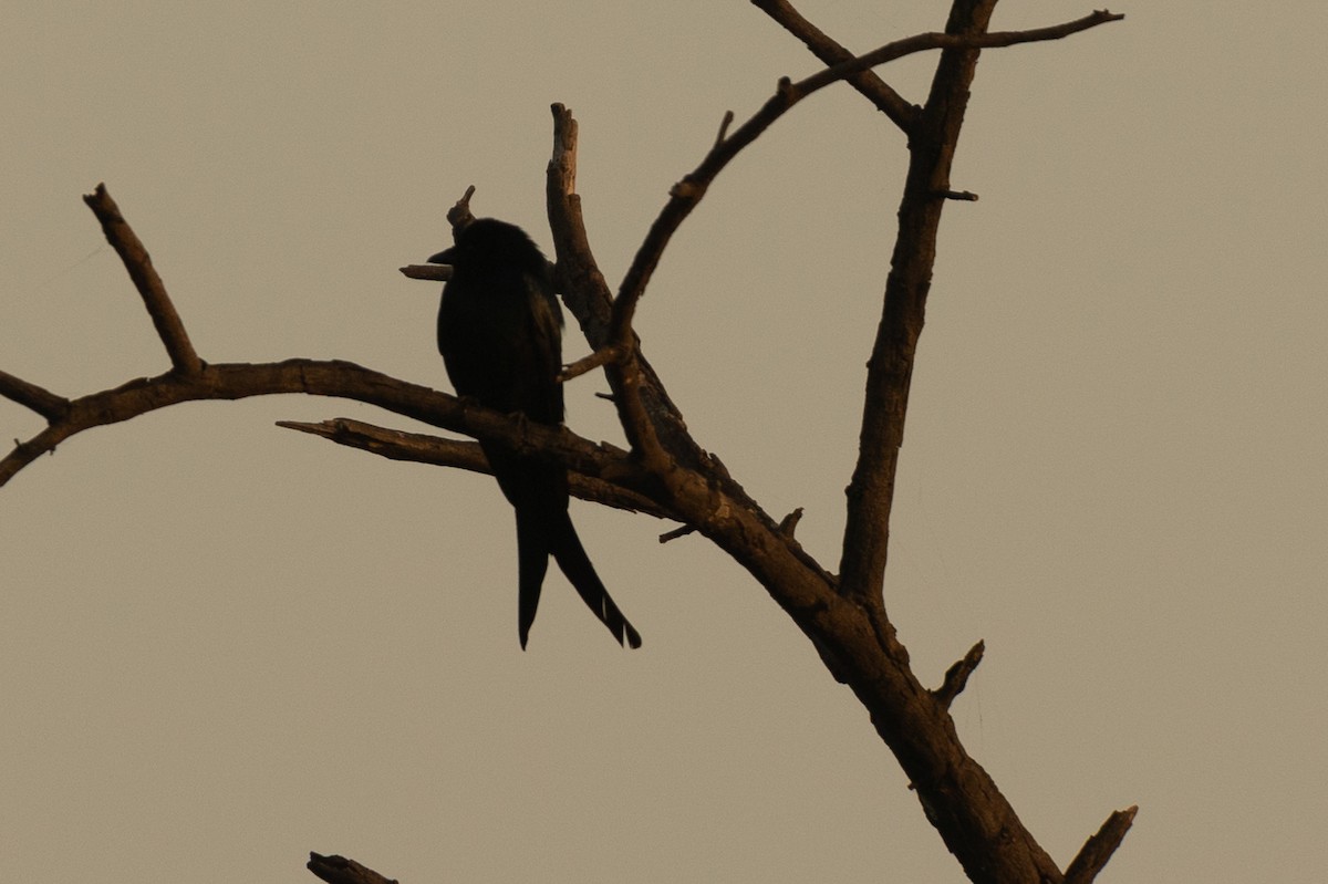 Black Drongo - ML529807191