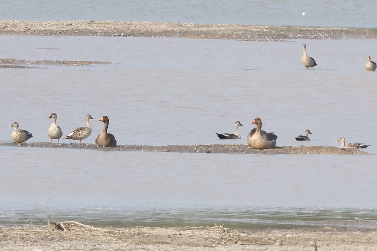 Greater White-fronted Goose - ML529807621