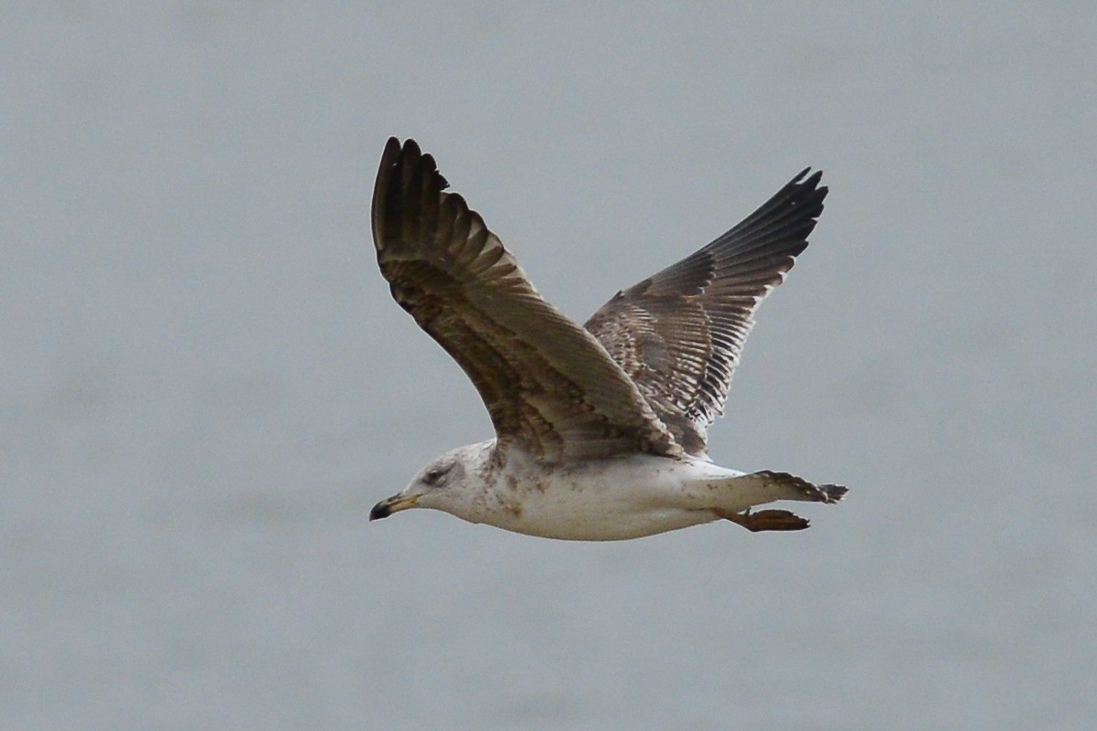 Lesser Black-backed Gull - ML52980781