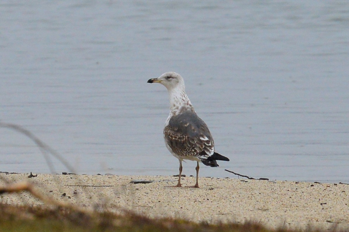 Lesser Black-backed Gull - ML52980811