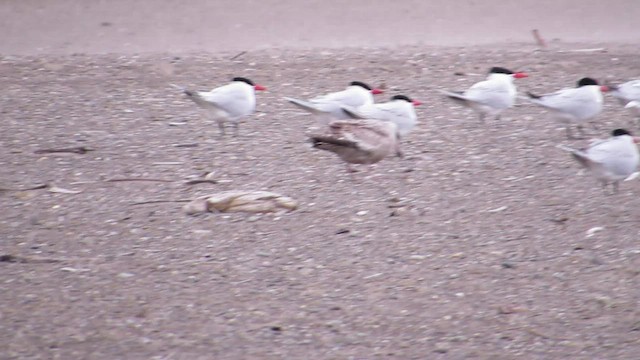 Caspian Tern - ML529808441