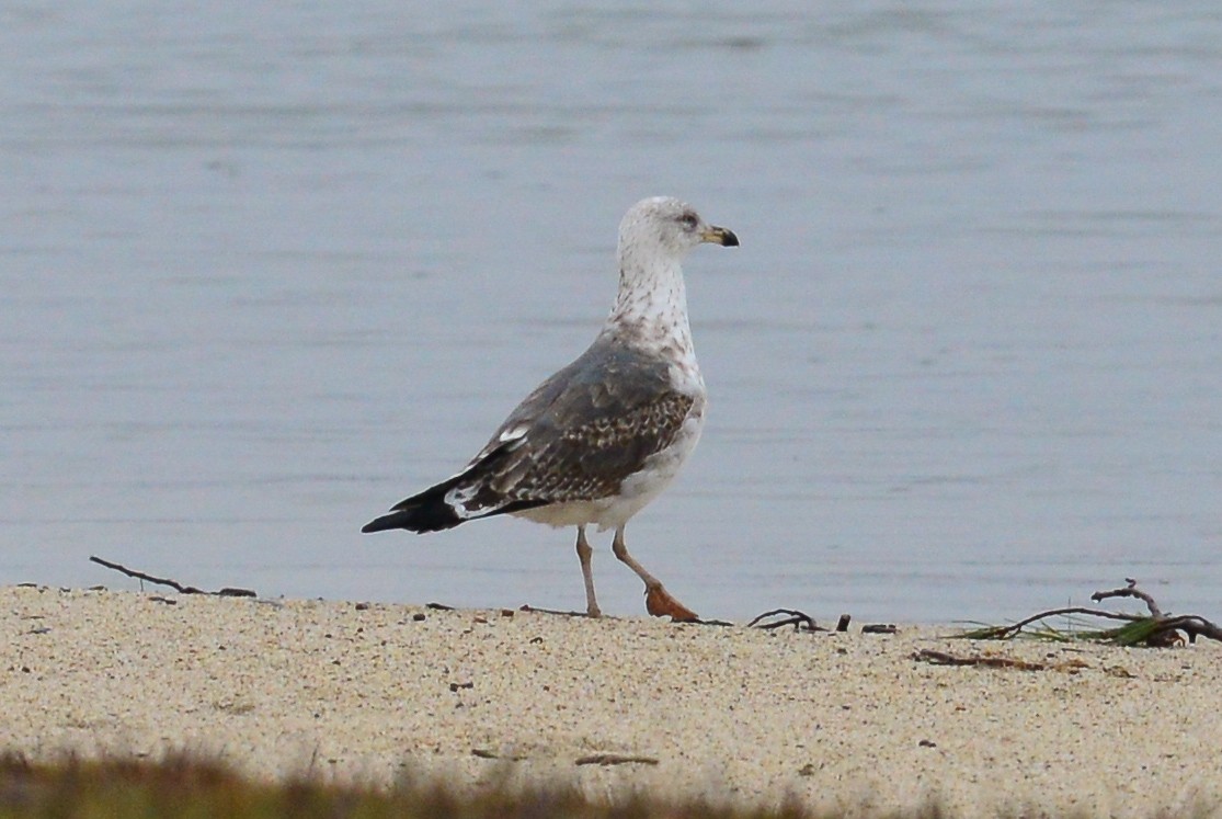 Lesser Black-backed Gull - ML52980851