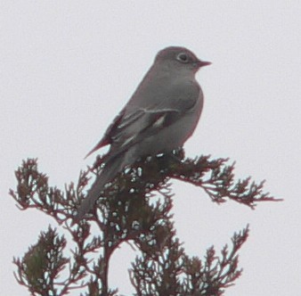 Townsend's Solitaire - ML52980881
