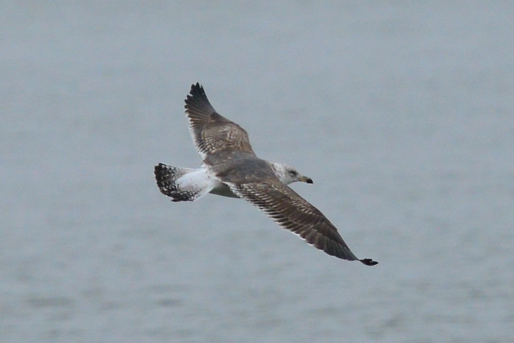 Lesser Black-backed Gull - ML52980901