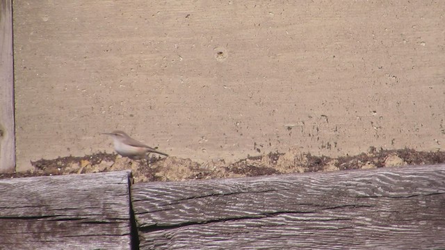 Rock Wren - ML529809111