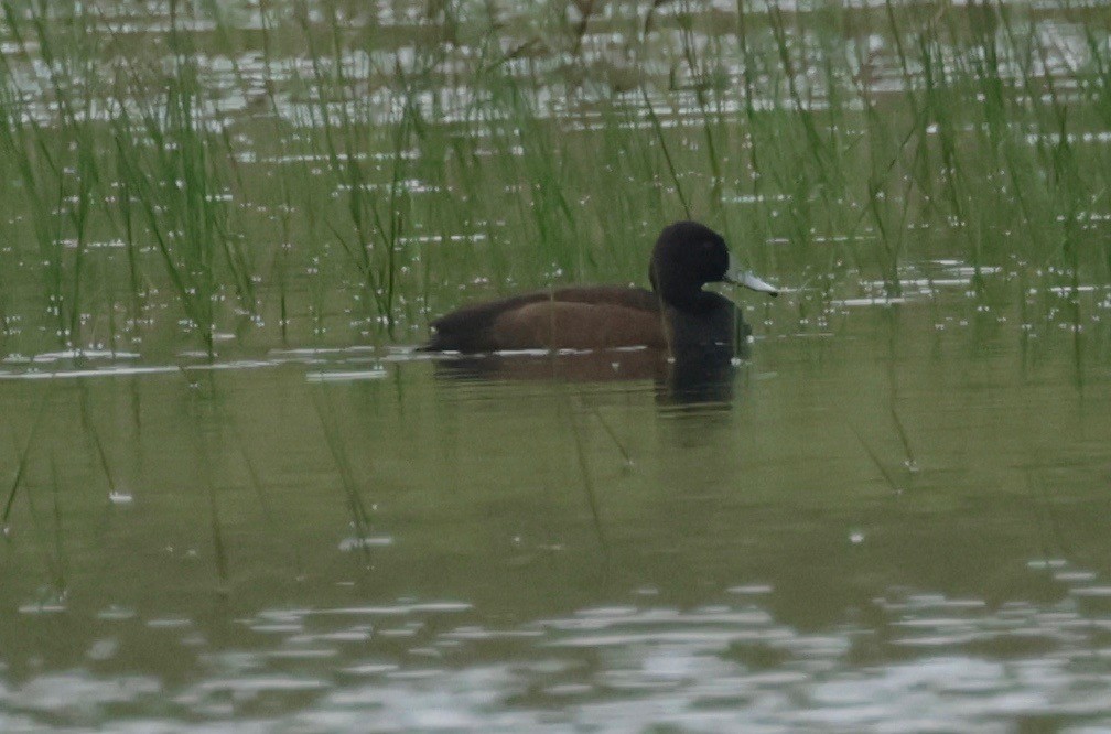 Southern Pochard - ML529809381