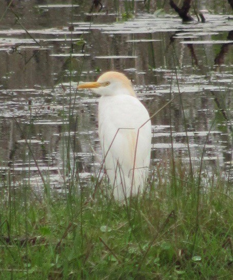 Western Cattle-Egret - ML52980941