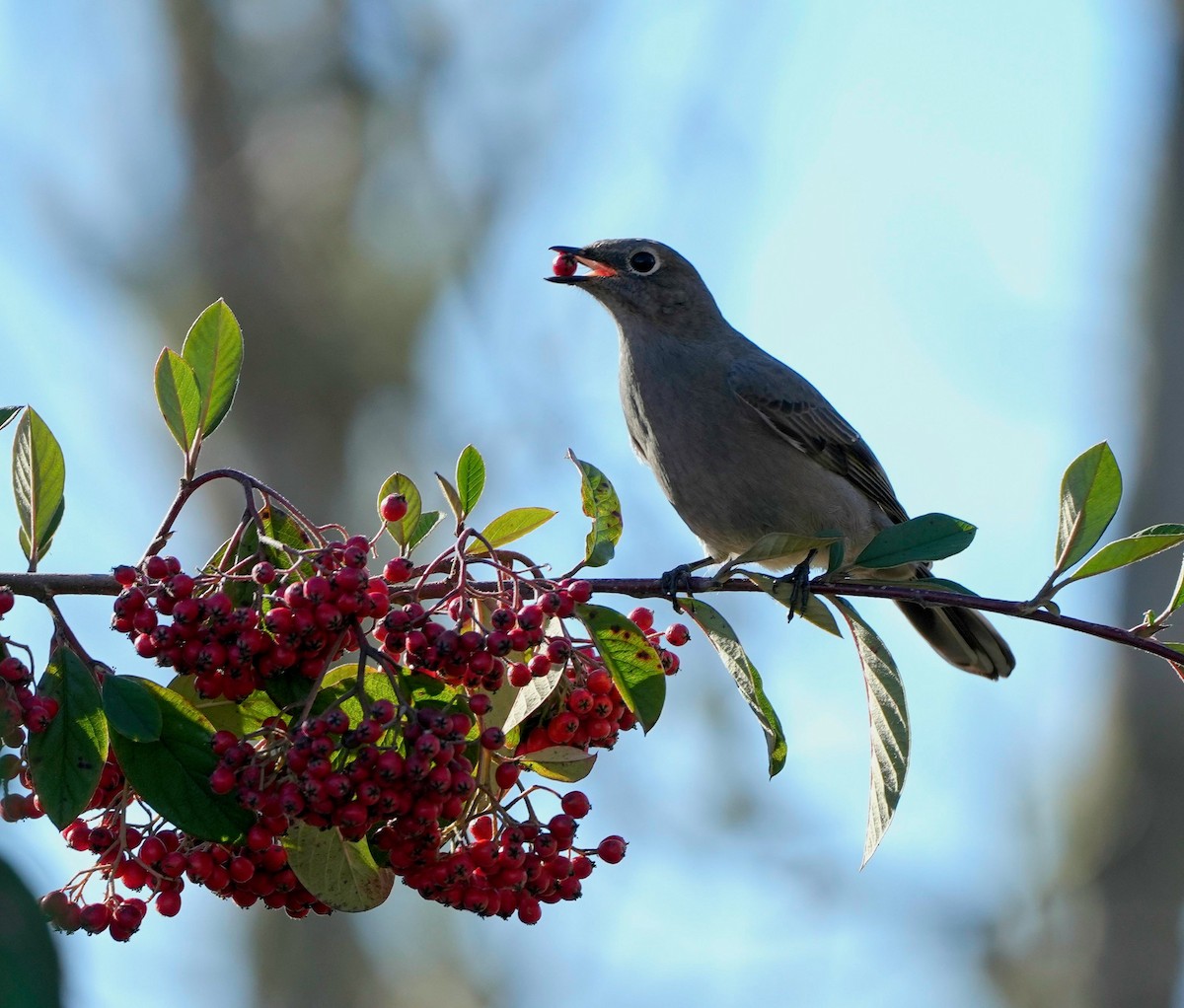 Townsend's Solitaire - Conrad Dark