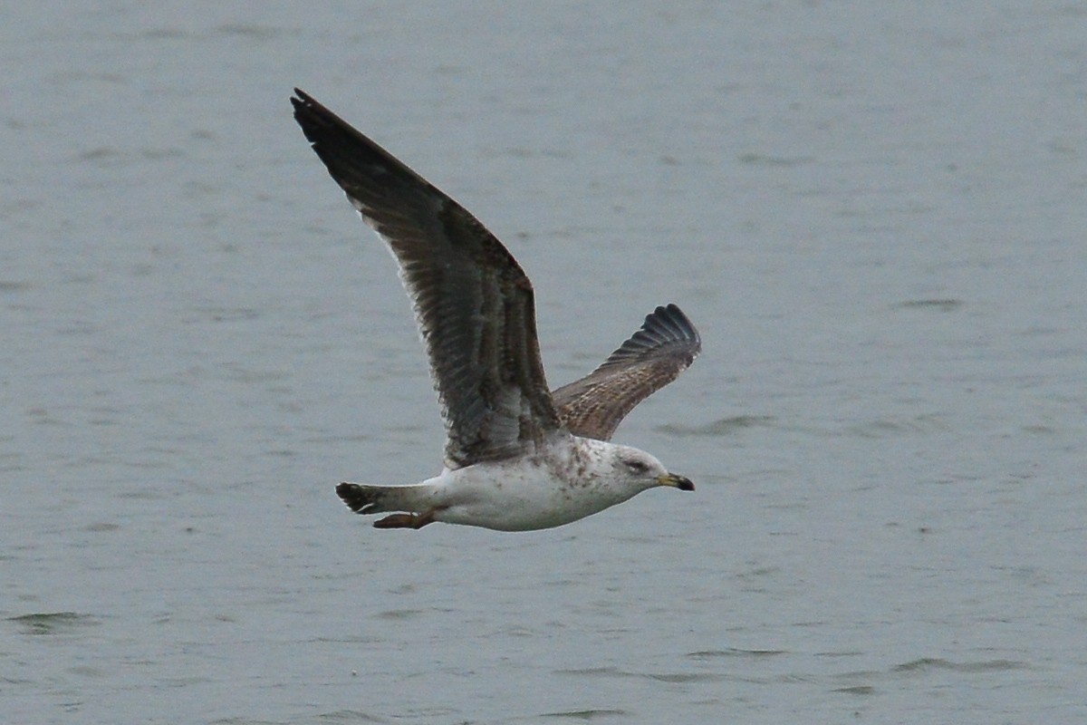 Lesser Black-backed Gull - ML52980951