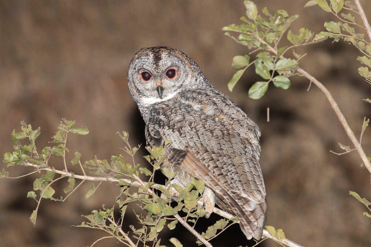 Mottled Wood-Owl - ML529809671