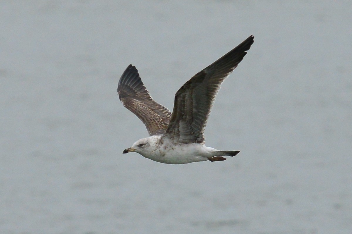 Lesser Black-backed Gull - ML52980981