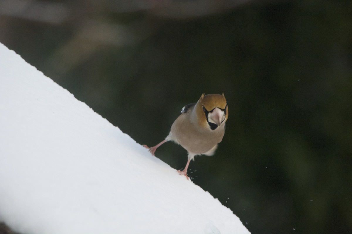 Hawfinch - ML529809931