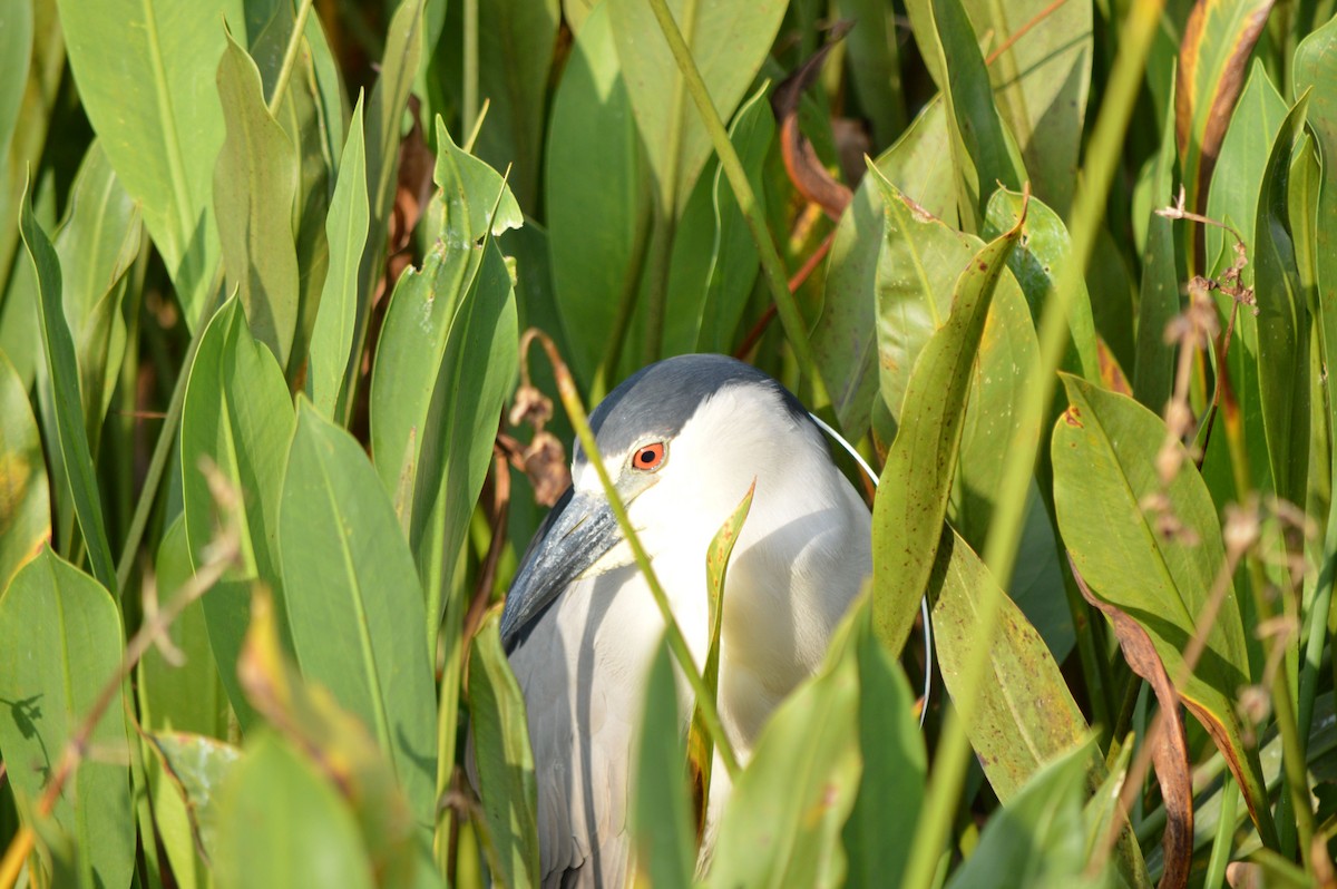 Black-crowned Night Heron - ML52981001