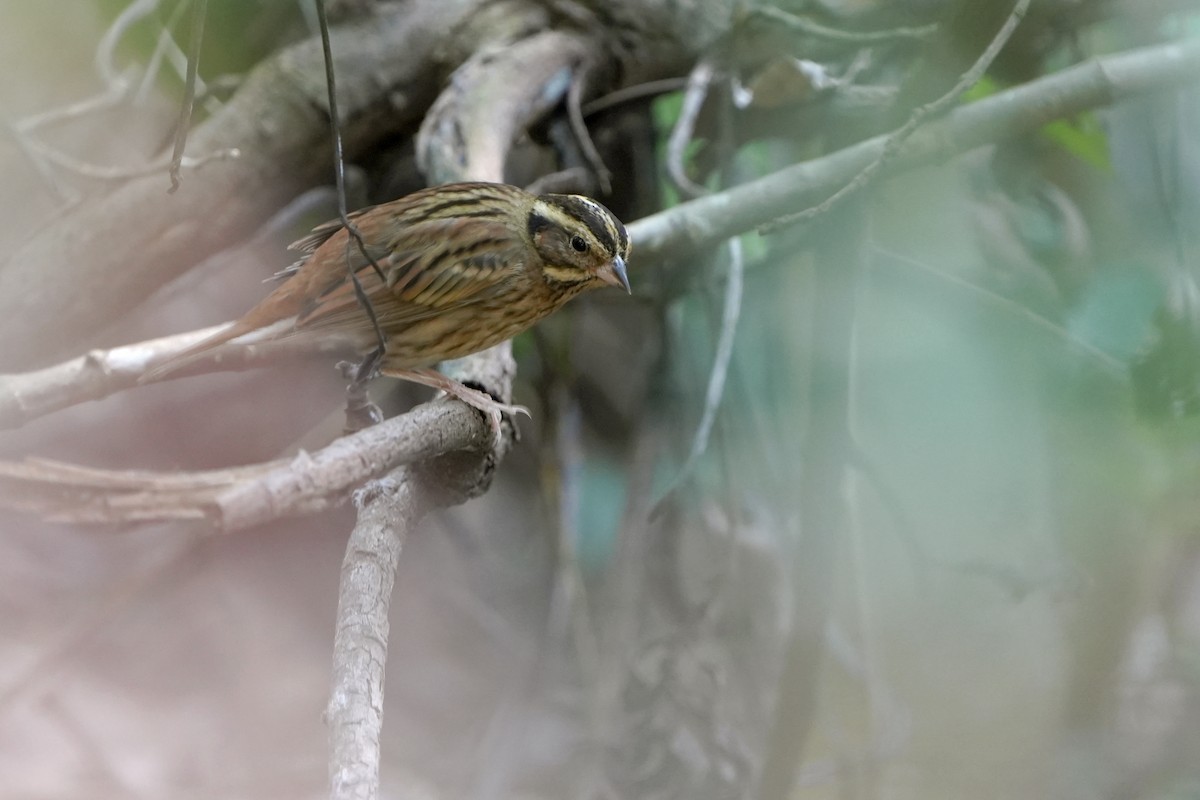 Tristram's Bunting - ML529810691